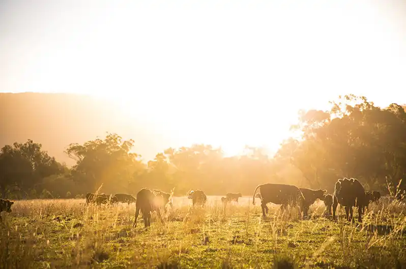 Mooney pastoral angus cattle